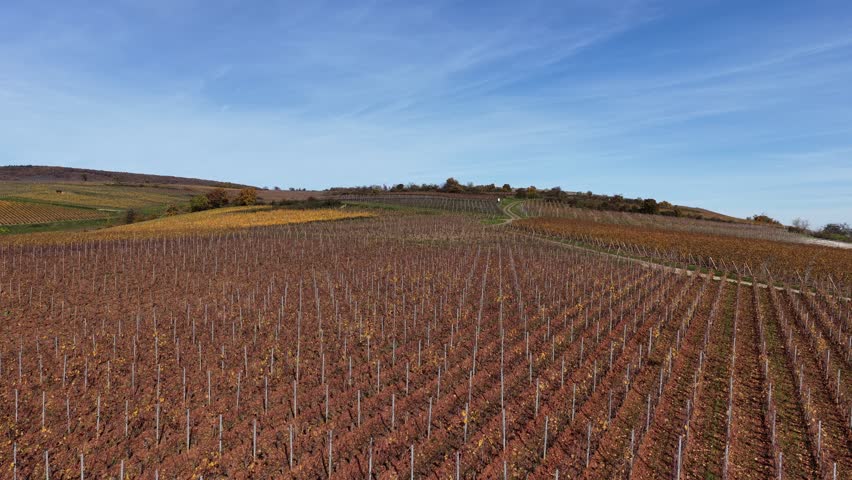 Aerial view of extensive vineyards displaying autumnal colors under a bright blue sky, showcasing the agricultural landscape, Rouffach, Grand Est, France.