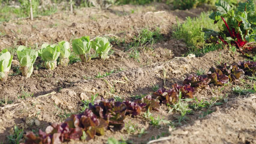 Lush green and red lettuce plants growing in neat rows on a farm. Healthy organic vegetables cultivating in the rich soil of a garden plot