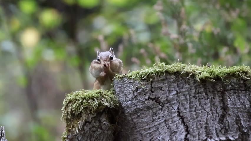 A chipmunk resting alertly on a tree stump surrounded by soft greenery and natural forest tones