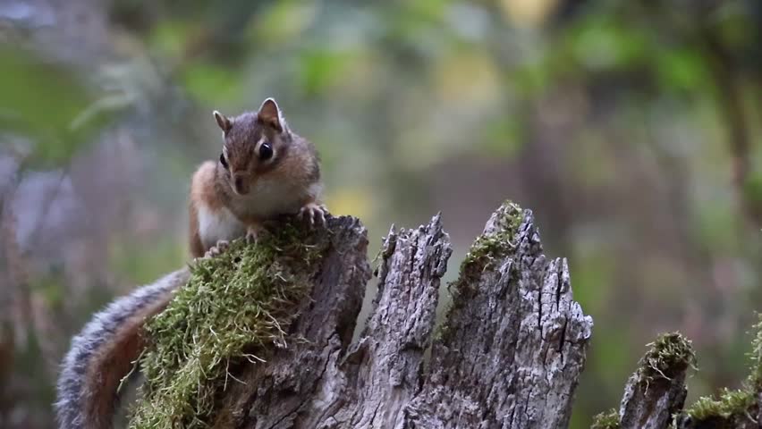 A cute chipmunk gazing curiously while sitting on a moss-covered stump in a forest clearing