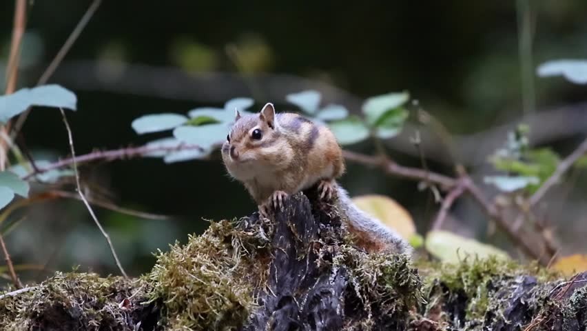 A Chipmunk eating atop a fallen tree, framed by blurred greenery and forest vegetation