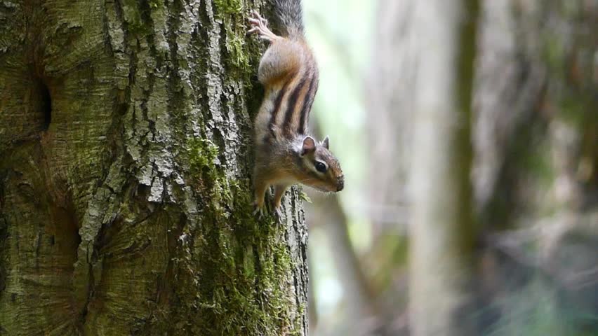 A close-up shot of a chipmunk clinging to a mossy tree trunk, pausing and looking around before moving down from the tree trunk