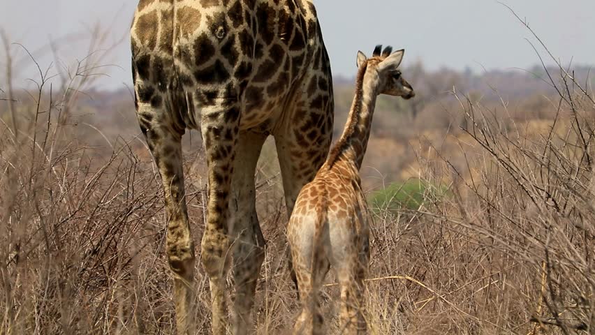 A baby giraffe nursing from its mother in Kruger National Park, a tender wildlife moment in the savanna.