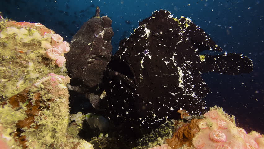 Two Giant frogfish side by side on the top of the coral reef. One is black, the other brown. They appear to be a male and a female. Medium shot showing all body parts.