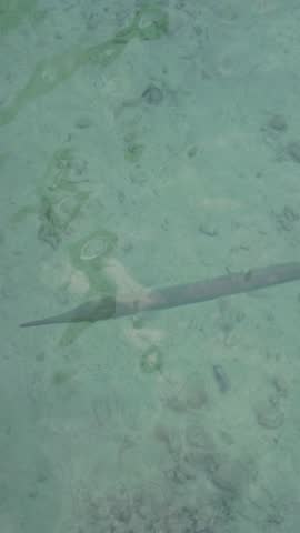 A vertical, top view of a gar or needlefish gliding in bright, transparent water over the light-colored seabed