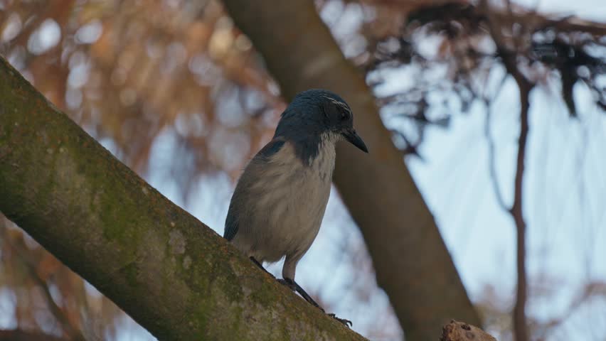 A closeup shot of a small Scrub-Jay bird with gray-blue feathers perching on a rough tree branch against a blurred background of leaves and branches