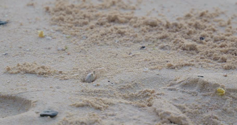 A closeup shot of a small sand crab entering its small hole in the slightly damp, light-brown beach sand and scattered with tiny shells