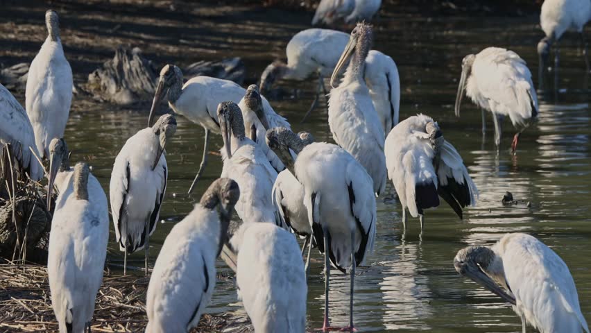 Congregated wood storks (Mycteria americana), large wading birds with gray heads, resting and interacting along a muddy swamp edge under warm sunlight