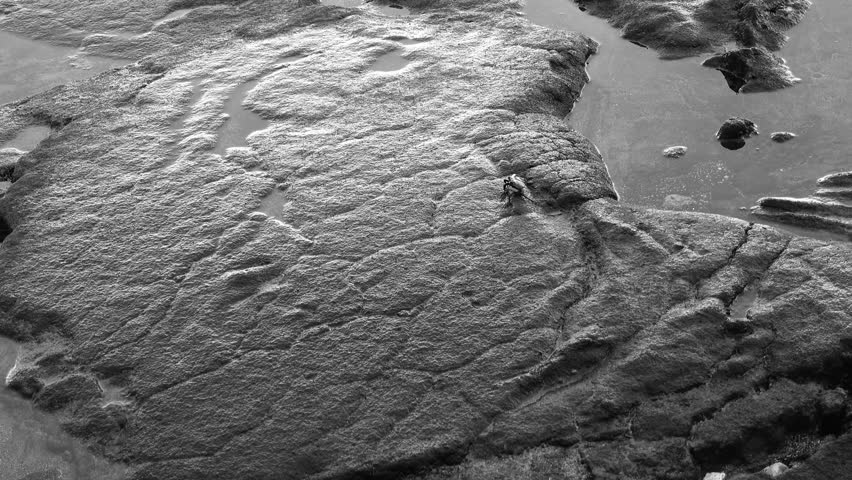A grayscale footage of a crap walking on a deeply textured, wet mud or rock at low tide, with small pools