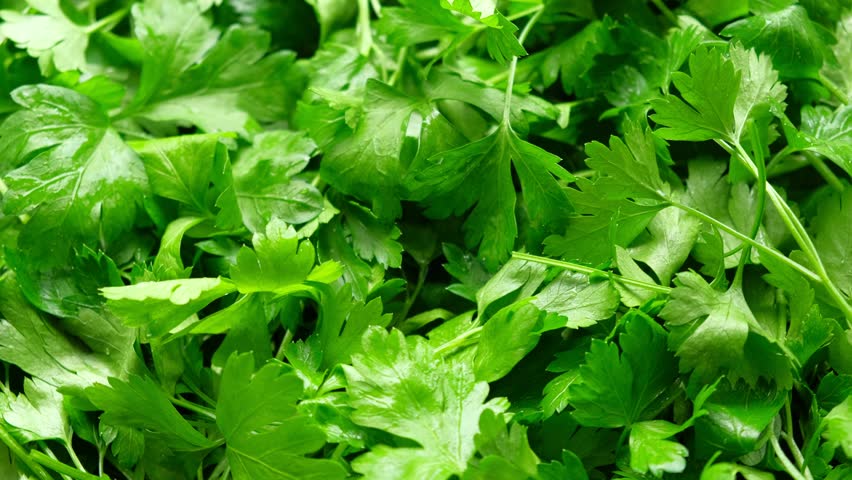 Close up of green parsley background. Fresh parsley leaves backdrop rotating. Organic cultivation. full frame of green parsley leaves spinning in close-up. Ingredients for cooking food. Beauty shot.