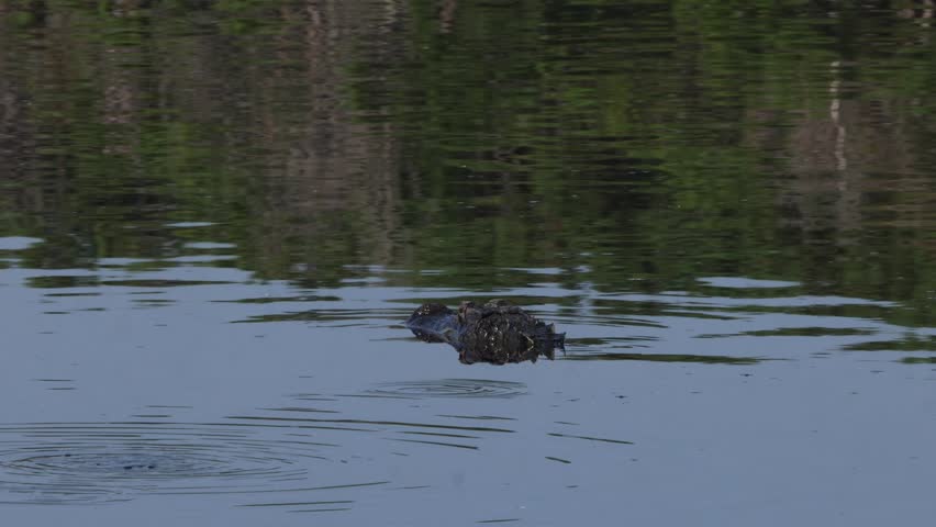 Menacing American Alligator (Alligator mississippiensis) gliding through dark swamp water, eyes and ridged back breaking the still surface