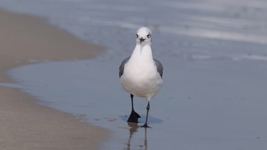 Confident laughing gull (Leucophaeus atricilla) standing on wet sand, dark plumage contrasting against the gentle ocean surf in bright daylight