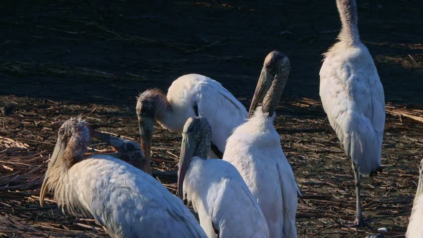 Clustered Wood Storks (Mycteria americana), a large, gray-headed wading bird, resting and socializing on the muddy edge of a swamp under the warm sun
