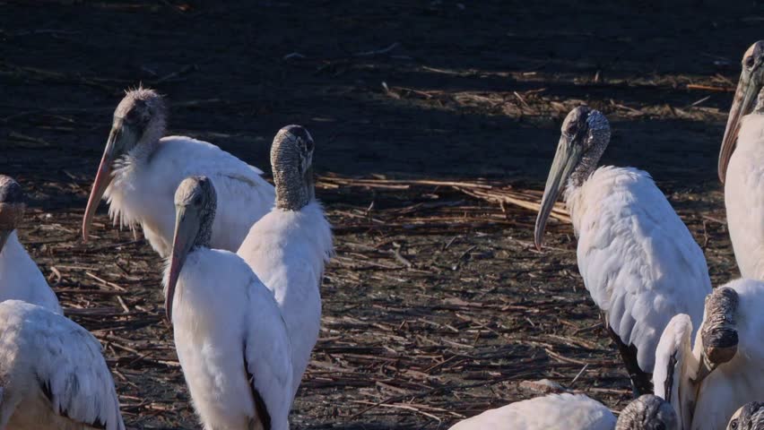 Clustered wood storks (Mycteria americana) gathering on muddy swamp edges, resting and socializing beneath the warm afternoon sun
