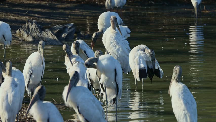 Huddled wood storks (Mycteria americana) gathering in muddy shallows, preening and resting beneath soft morning light in a quiet wetland