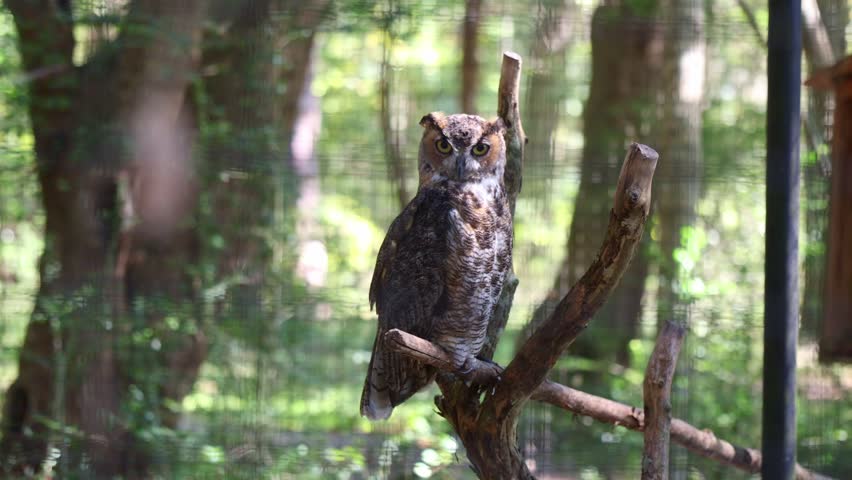 Intense great horned owl (Bubo virginianus) perched on a bare branch in woodland, yellow eyes locked on viewer under bright daylight