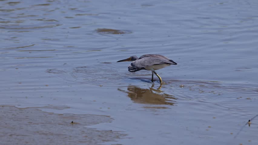 Focused Grey Heron (Ardea cinerea) stalking its prey, wading through the calm, shallow water of a river or marsh under diffused daylight