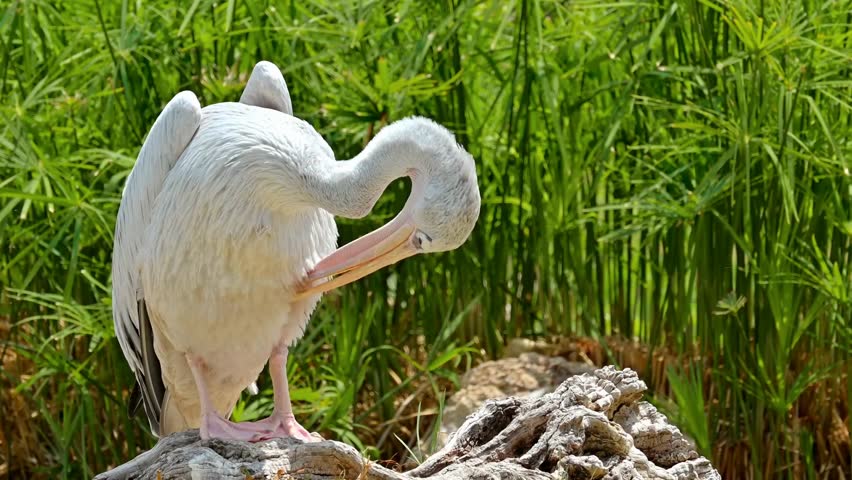 View of a pink-backed pelican at Terra Natura Zoo in Benidorm, Spain, highlighting its unique plumage and natural behavior in a well-maintained habitat.