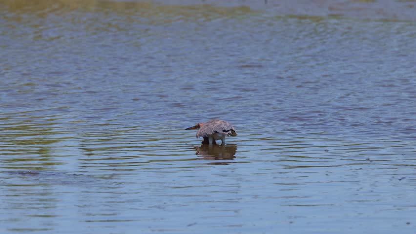Focused grey heron (Ardea cinerea) wading through calm shallow water in soft daylight, silently stalking prey in a tranquil wetland scene