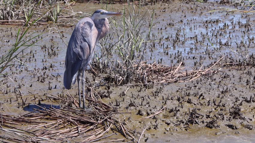 Statuesque great blue heron (Ardea herodias) grooming its feathers atop a sunlit log in a tall-grass marsh, glowing in soft natural light