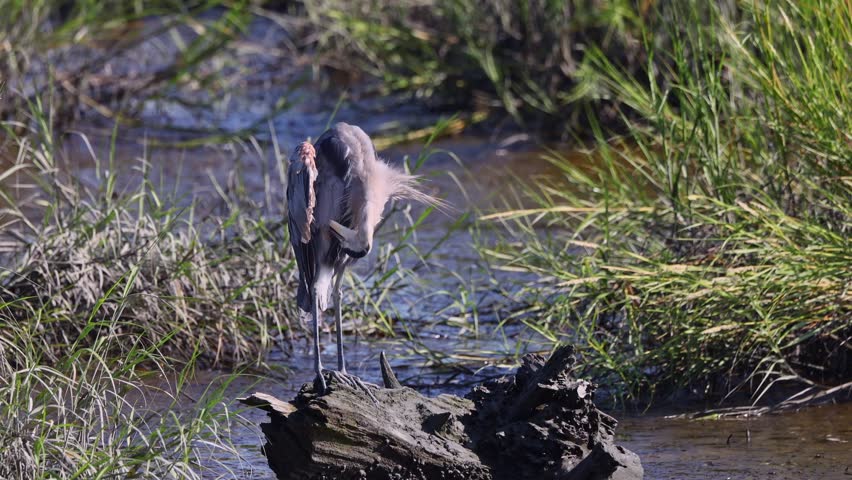 Majestic great blue heron (Ardea herodias) preening atop a weathered log in sunlit tall-grass marshland, feathers catching the light