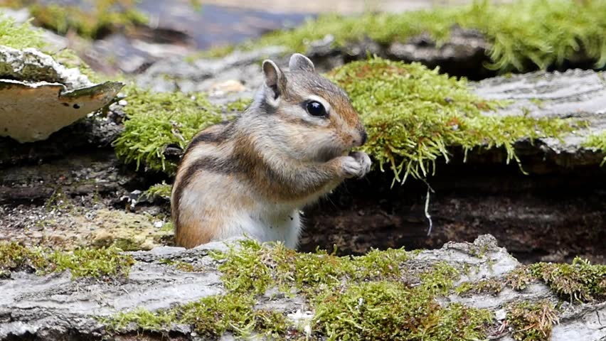 A chipmunk peeks from mossy bark, holding food in its paws surrounded by soft green textures