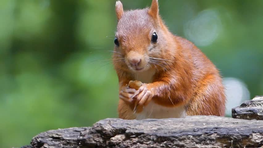 A red squirrel on a log holds a nut between its paws while looking curiously in forest light