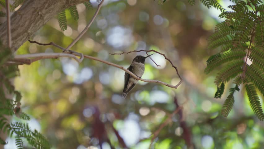 A Black-chinned hummingbird perches quietly on a slender branch, surrounded by lush green leaves and softly lit by sunlight in a tranquil forest