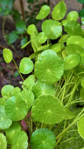Gotu Kola Green Leaves Hydrated with Moisture After Rain