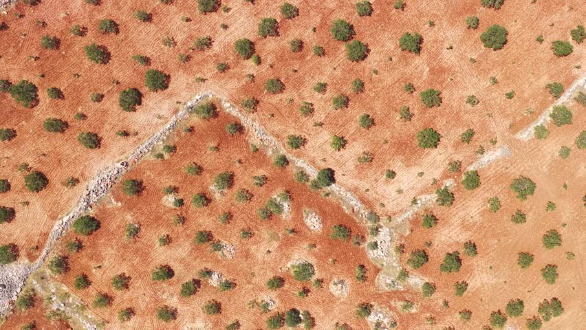 Aerial Video of Pistachio Farm Landscape in Summer Heat