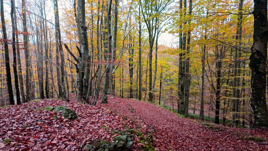 Autumn forest path with vibrant leaves and serene atmosphere in daylight