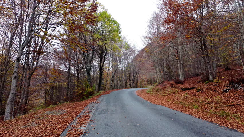Winding road through autumn forest with fallen leaves lining the sides
