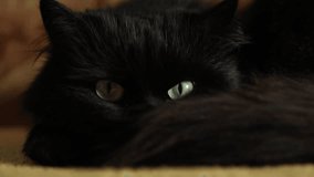 Close-up Portrait of Black Cat with Odd Eyes Looking Around. Black Cat with Heterochromia Eyes. featuring one yellow, amber, and one green eye. - Powered by Shutterstock - Get 15% off with code: PIKWIZARD15