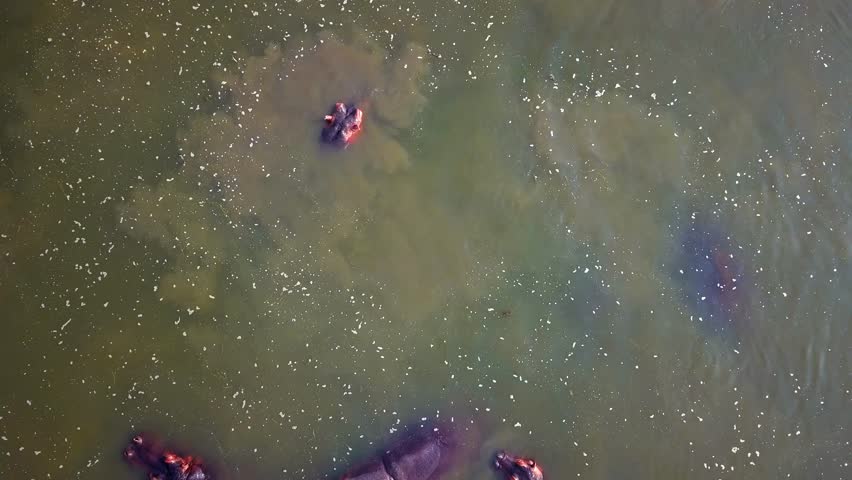 Hippopotamus amphibius head emerges from muddy water, surrounded by ripples and sunlight reflections in the River Nile, Uganda, top down drone shot.