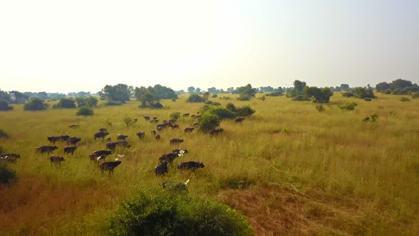 Drone flying at speed over large herd of African buffalo Syncerus caffer accompanied by cattle egrets Bubulcus ibis in open savanna grasslands of Murchison Falls National Park, Uganda, eastern Africa.