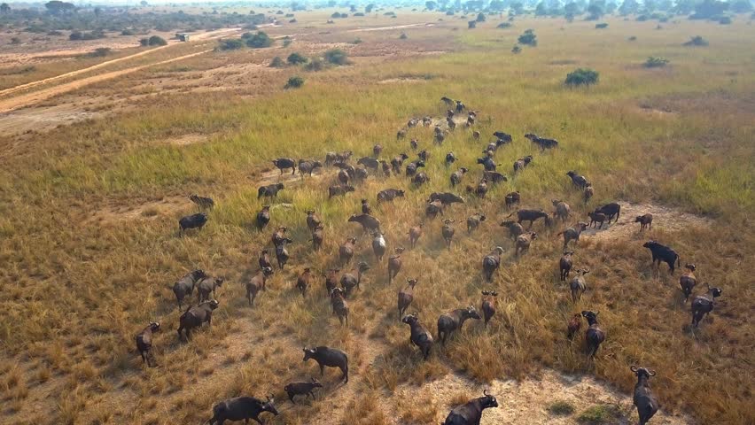 Wide aerial view of a large herd of African buffalo (Syncerus caffer) traversing the expansive golden grasslands of Murchison Falls National Park, Uganda.
