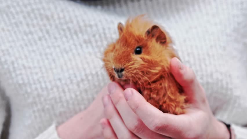 A cute, reddish brown guinea pig being held and petted by a young woman in a beige jumper