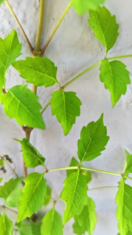 Green Leaves Growing on a Textured Wall in Bright Sunlight