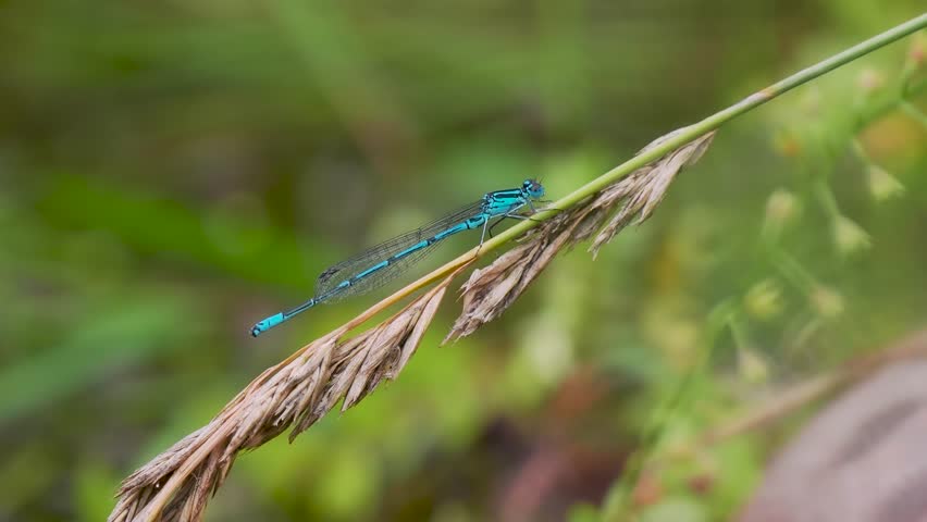 Common Blue Damselfly on a Grass Stem