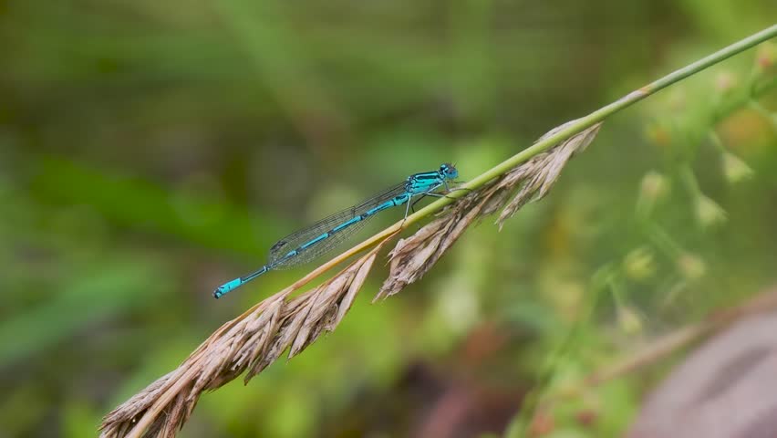 Common Blue Damselfly on a Grass Stem