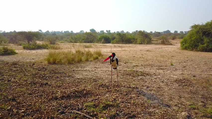 Aerial tracking of Saddle-billed Stork Ephippiorhynchus senegalensis standing in open dry savanna, Murchison Falls National Park, Uganda, highlighting endangered wetland species and biodiversity.