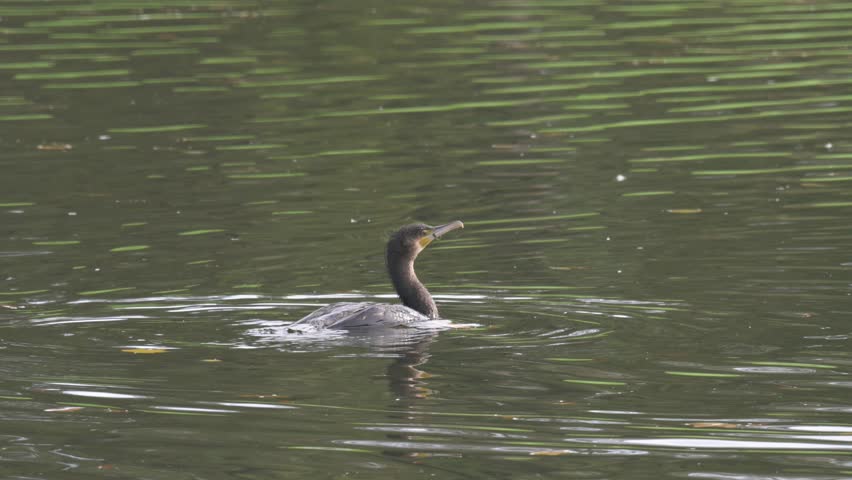 Cormorant (Phalacrocorax carbo) stretching its wings before taking off and flying away from the camera. November, Kent, UK (Slow motion x5)
