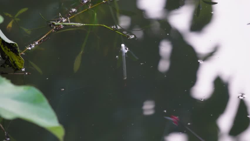 The fishing float or bobber is moving in the water and the fisherman is pulling the fishing line