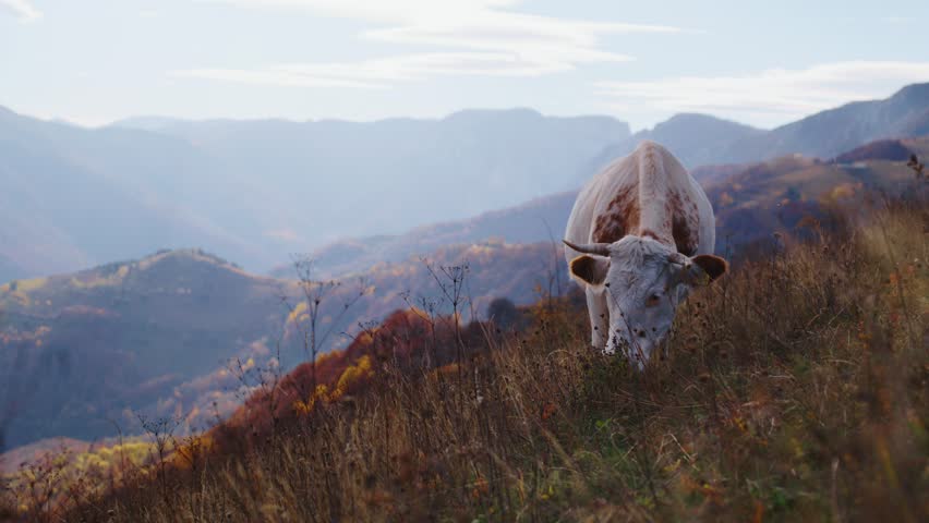 Static medium shot of a white and brown cow with horns standing on a grassy mountain top, chewing and looking. A majestic, hazy blue mountain range is visible in the background.