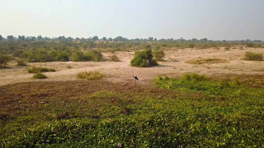 Drone push-in toward a Saddle-billed Stork (Ephippiorhynchus senegalensis) standing alone in a dry wetland area surrounded by sparse vegetation and bushland in Uganda during the dry season.
