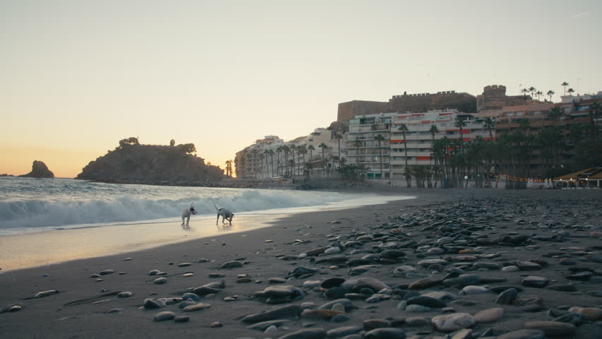 Wide angle shot of two dogs splashing in the waves and running off-frame, with a rocky coastline, castle, and palm-lined promenade at golden hour.