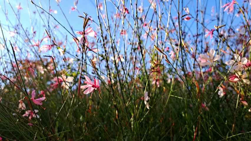 A Dreamy Tilt-Up Through Delicate Pink Wildflowers. A low-angle shot moving from a patch of flowers up to a clear blue sky.