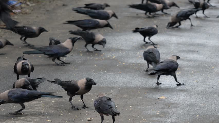 Group of House Crows on the ground