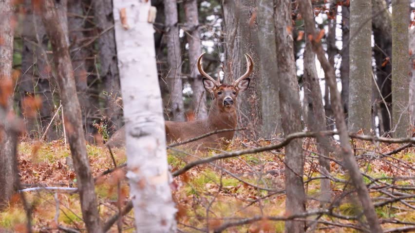 Whitetail buck deer (odocoileus virginianus) laying on top of a hill looking down at the camera during fall rut in Wisconsin