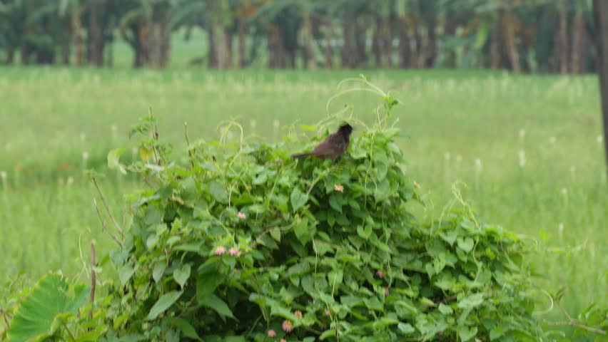 Red-vented Bulbul birds resting on top of the tree